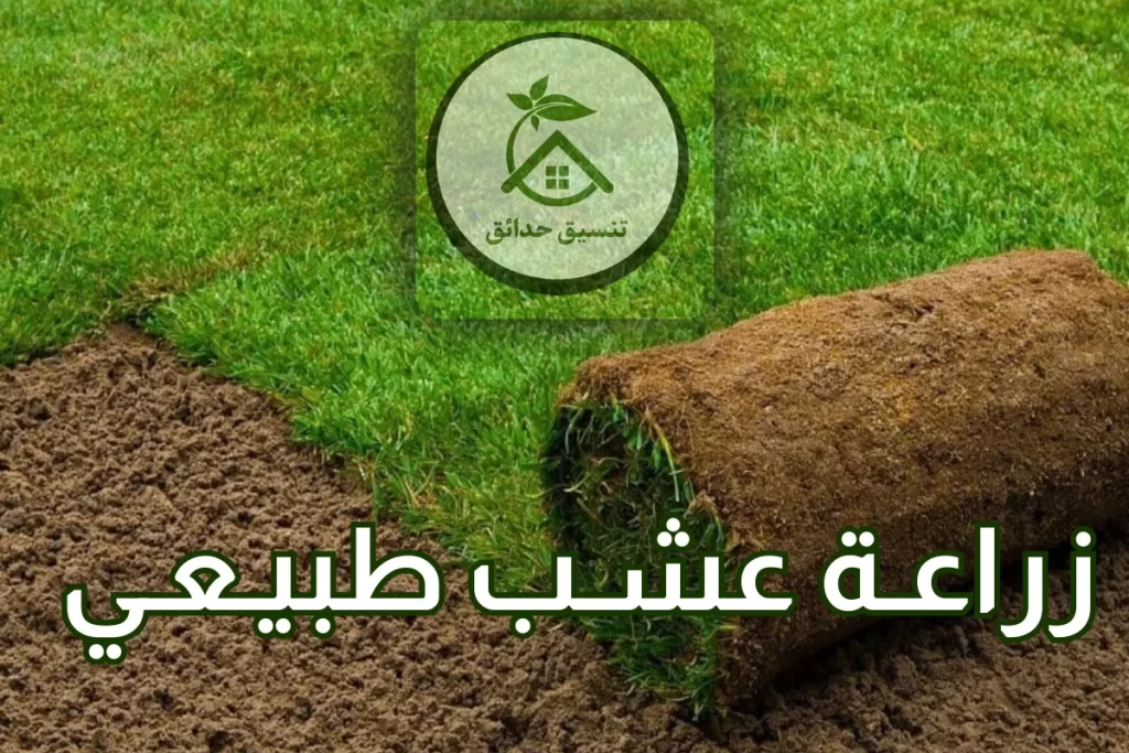 زراعة العشب الطبيعي والاشجار في ابو ظبي