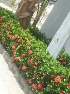 تقليم وتنسيق الأشجار في أبو ظبي